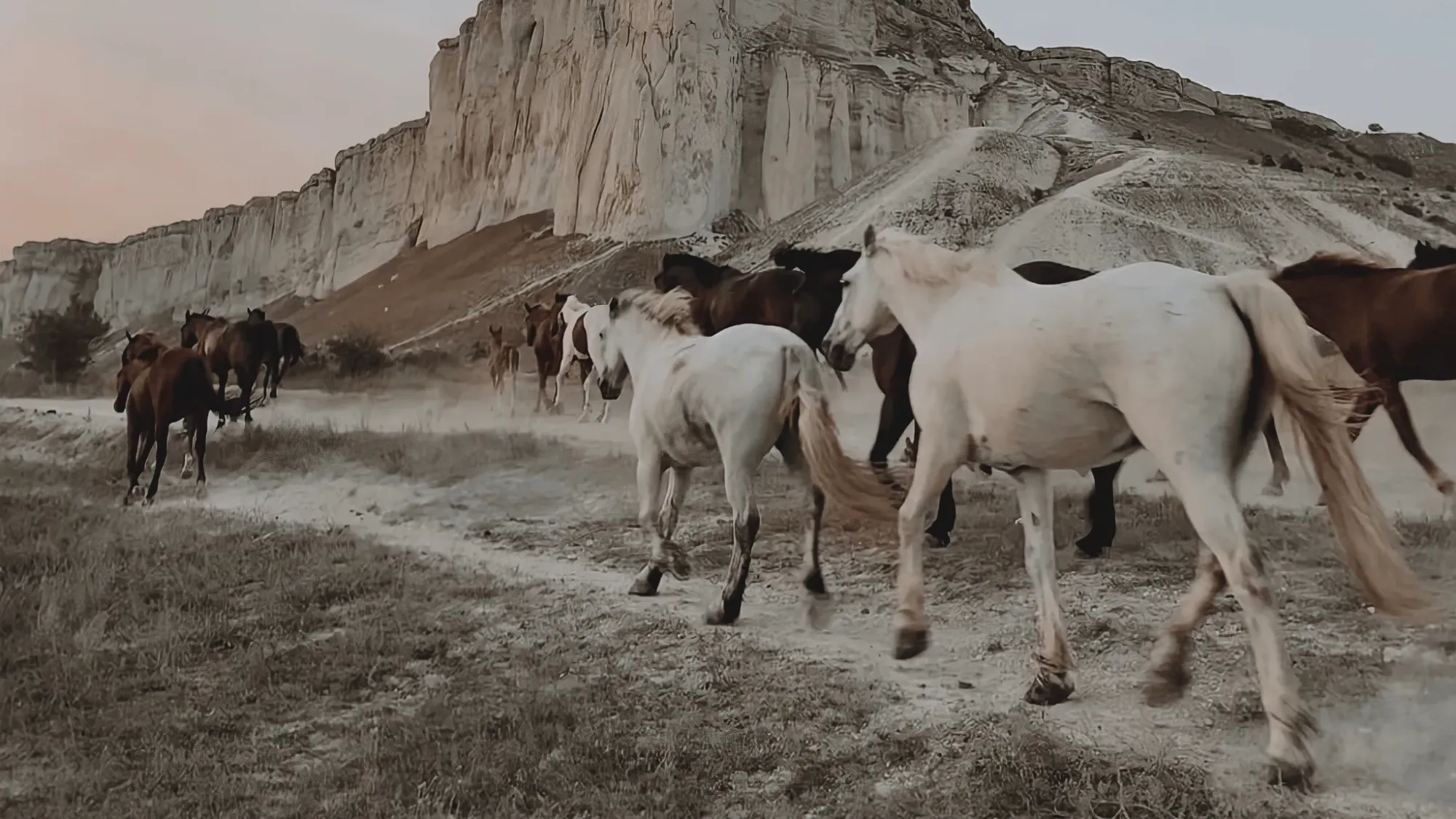 Horses moving together beneath pale cliffs at dusk